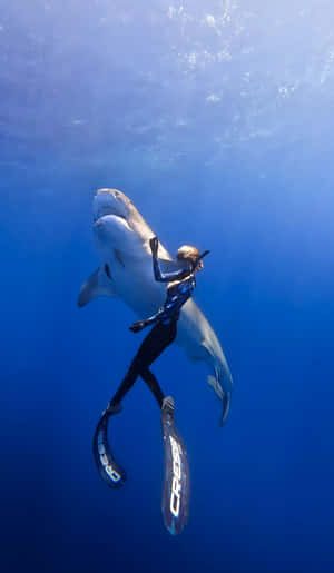 Diver_with_ Tiger_ Shark_ Underwater Wallpaper