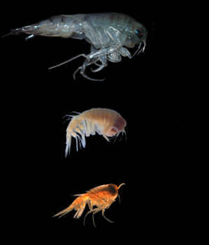 Diverse Amphipodsin Dark Waters Wallpaper