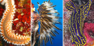 Diverse Invertebrates Underwater Wallpaper