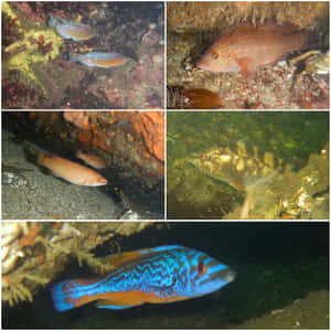Diverse Wrasse Species Underwater Collage Wallpaper