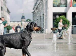 Doberman Near Fountain Splash Wallpaper