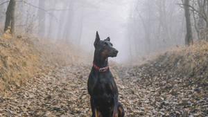 Doberman Pinscher On The Forest Wallpaper