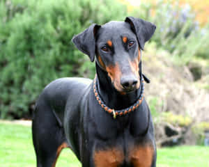 Doberman Serious Wallpaper