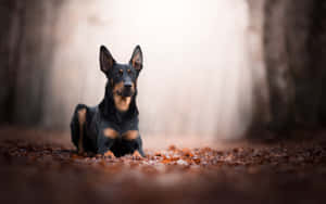 Doberman Sitting Wallpaper