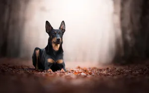 Doberman Sitting Wallpaper