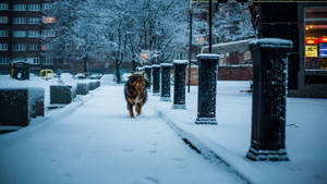 Dog At Cold Winter Street Wallpaper