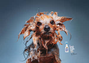 Dog Gleefully Enjoying A Water Spray On A Sunny Day Wallpaper