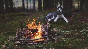 Dog Near Bonfire Wallpaper