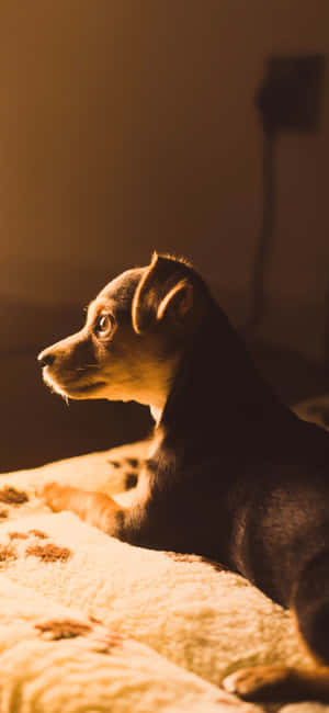 Dog On Bed Aesthetic Wallpaper