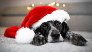 Dog Wearing Christmas Hat Wallpaper