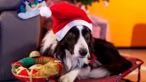 Dog Wearing Christmas Hat Wallpaper