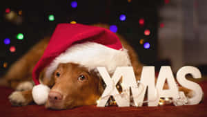 Dog Wearing Christmas Hat Wallpaper