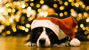 Dog Wearing Christmas Hat Wallpaper