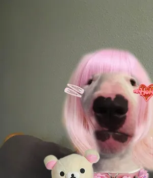 Dog Wearing Wig Weird Pfp Wallpaper