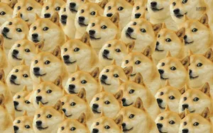 Doge Meme Faces Pattern Wallpaper