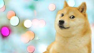 Doge With Bokeh Wallpaper