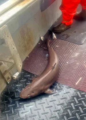 Dogfish Caughton Boat Deck Wallpaper