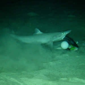 Dogfish Shark Underwater Scene Wallpaper