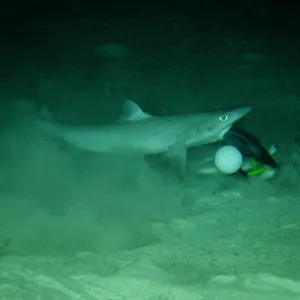 Dogfish Shark Underwater Scene Wallpaper