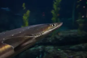 Dogfish Sharkin Aquatic Environment Wallpaper