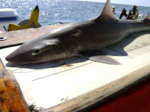 Dogfish Sharkon Boat Deck Wallpaper