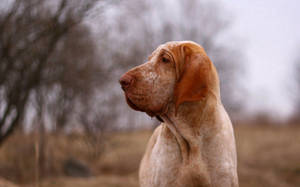 Doggo, Best Friend Forever 🐶 Wallpaper