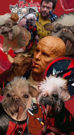 Dogpool Canine Mashup Wallpaper