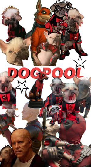 Dogpool Canine Superhero Team Wallpaper