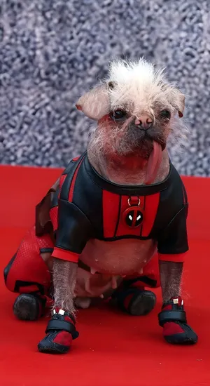 Dogpool Costume For Dogs Wallpaper