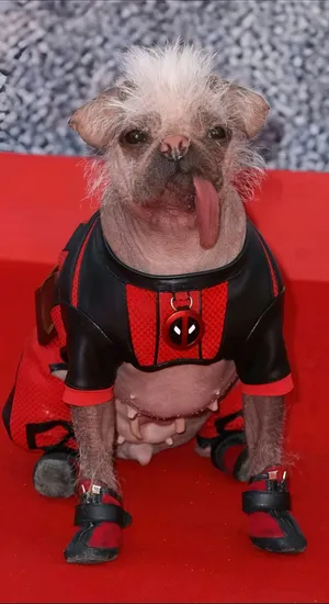 Dogpool Costume For Dogs Wallpaper