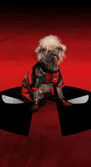 Dogpool Costume For Dogs Wallpaper