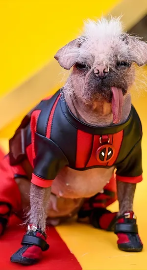 Dogpool Costume For Small Dogs Wallpaper