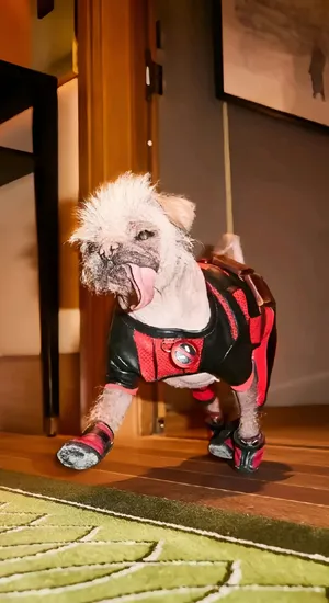 Dogpool Costume Fun Wallpaper