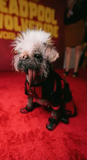 Dogpool The Ultimate Canine Hero Wallpaper