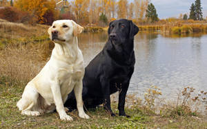 Dogs By The Lake Wallpaper