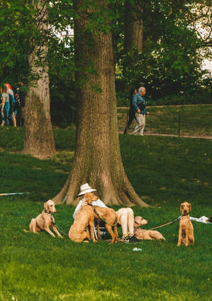 Dogs In Central Park Wallpaper