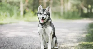 Dogs Playing Gleefully In Daycare Wallpaper