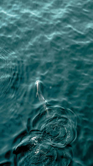 Dolphin_ Emergence_in_ Turquoise_ Waters.jpg Wallpaper