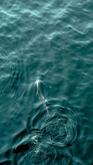 Dolphin_ Emergence_in_ Turquoise_ Waters.jpg Wallpaper