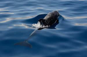 Dolphin Gliding Over Calm Sea Wallpaper