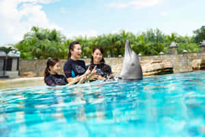 Dolphin Interaction Sentosa Island Wallpaper