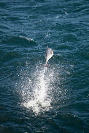 Dolphin Leaping Graceful Ocean Wallpaper