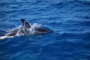 Dolphin Surfacingin Blue Ocean Waters Wallpaper