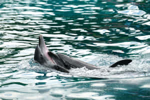 Dolphin Surfacingin Calm Waters.jpg Wallpaper