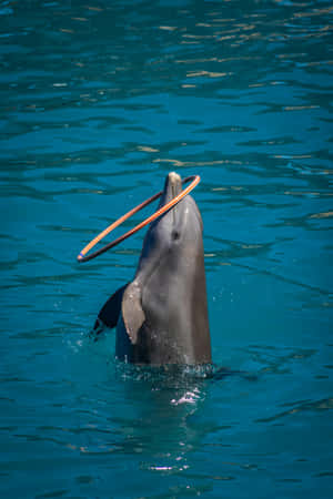 Dolphin_ Twirling_ Hoop_in_ Blue_ Waters.jpg Wallpaper