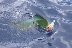 Dolphinfish Caughton Lure Wallpaper