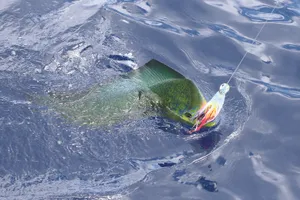 Dolphinfish Caughton Lure Wallpaper