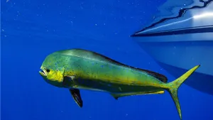 Dolphinfish Swimming Near Boat Wallpaper