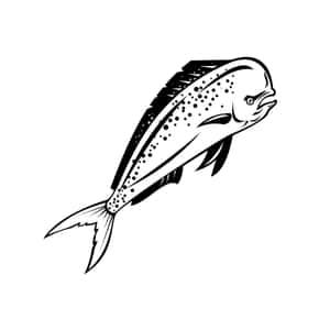 Dolphinfish Vector Illustration Wallpaper