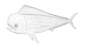 Dolphinfish Wireframe Illustration Wallpaper